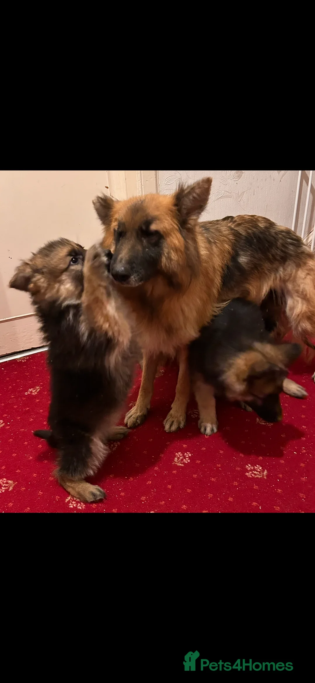 German Shepherd dogs for sale: German Shepherd puppies  - Advert 3