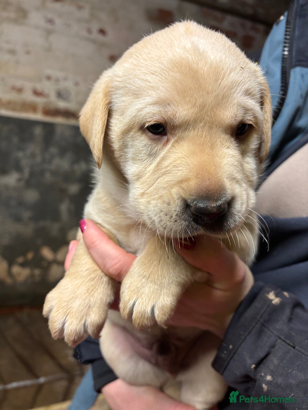 Labrador Retriever dogs for sale: Beautiful health tested Labrador puppies  - Advert 18