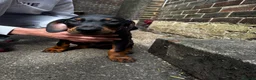 Dobermann dogs for sale: Gorgeous Doberman litter - Advert 8
