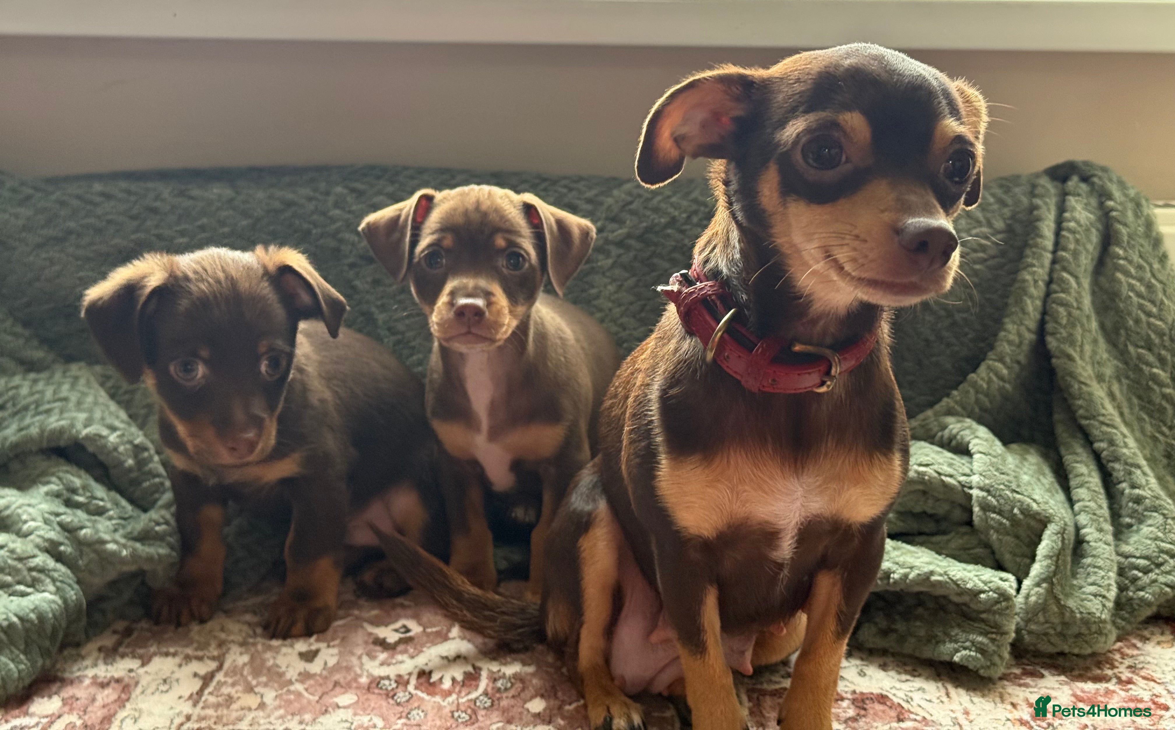 Chiweenie dogs Chiweenies 1 male 1 female available now.  - Advert 1