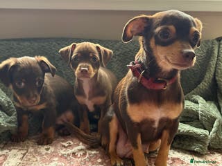 Chiweenie dogs Chiweenies 1 male 1 female available now. - Advert 14
