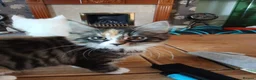 Maine Coon cats for sale: Beautiful Maine Coon kittens for sale - Advert 1