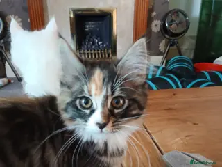 Maine Coon cats Beautiful Maine Coon kittens for sale - Advert 1
