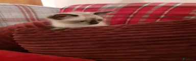 Ragdoll 1