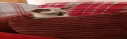 Ragdoll cats for sale: Ragdoll kittens - Advert 13