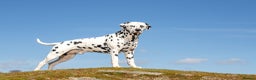 Dalmatian dogs for stud: Health tested, tv and advert star Dalmatian   in Aberdare - Advert 15
