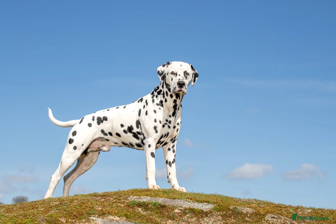 Dalmatian dogs for stud: Health tested, tv and advert star Dalmatian   in Aberdare - Advert 15