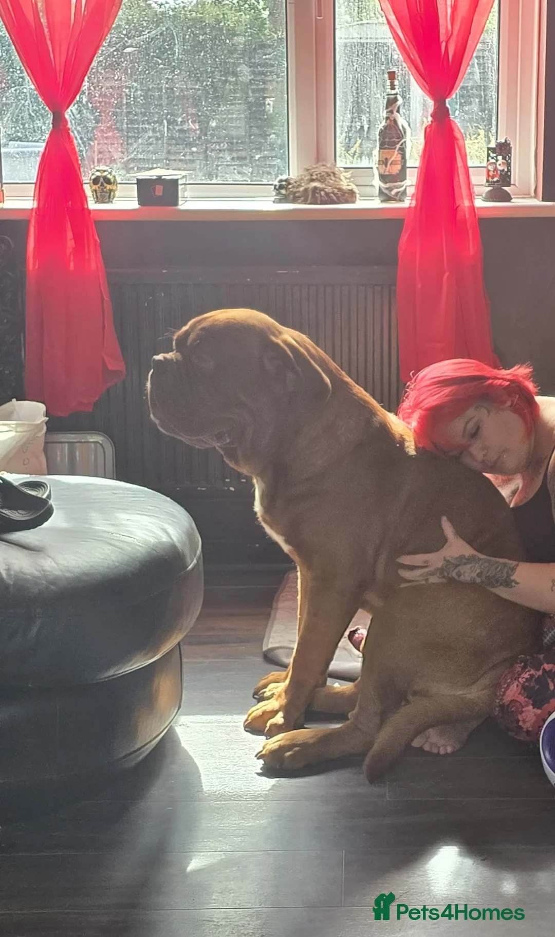 Dogue De Bordeaux dogs for sale: Hercules  - Advert 3