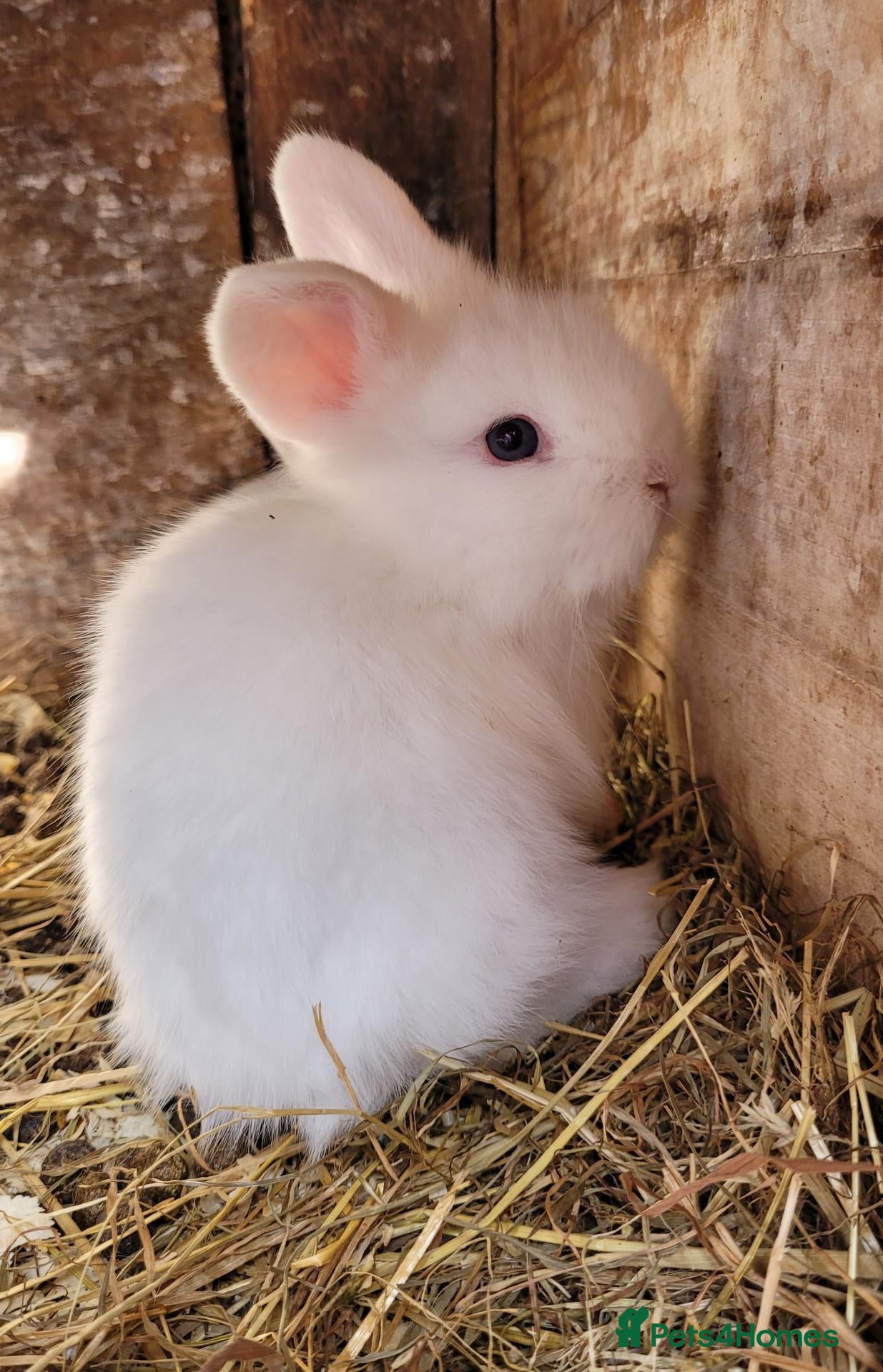 Mixed Breed rabbits Lop cross bunz - Advert 1