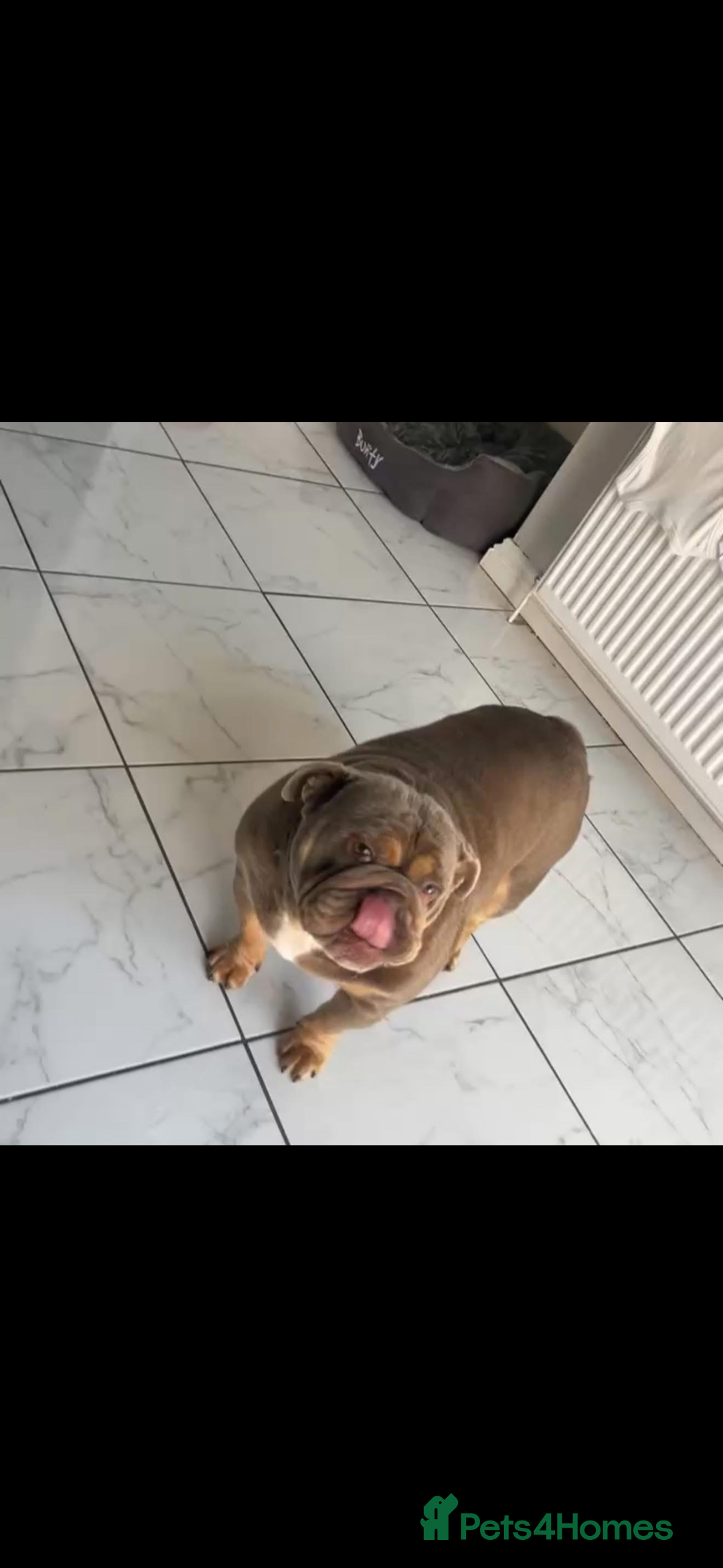 English Bulldog dogs for sale: Fully suited lilac British bulldog - Advert 2