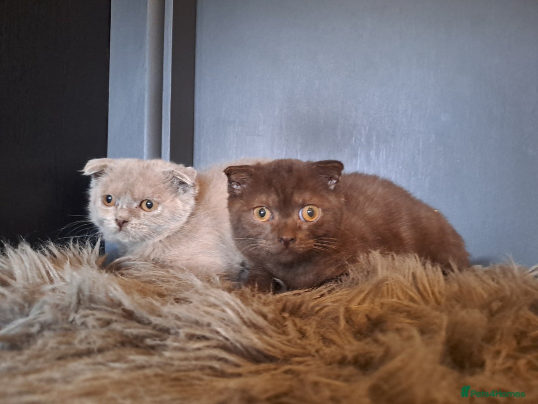 Scottish Fold cats for sale: Scottish Fold Females for Sale  - Image 6