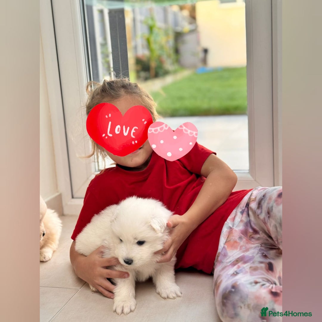 Samoyed dogs for sale: Lovely 4 GIRLS Samoyed puppy - Advert 13