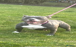 American Bully dogs for sale: ABKC pocket bullys - Image 9