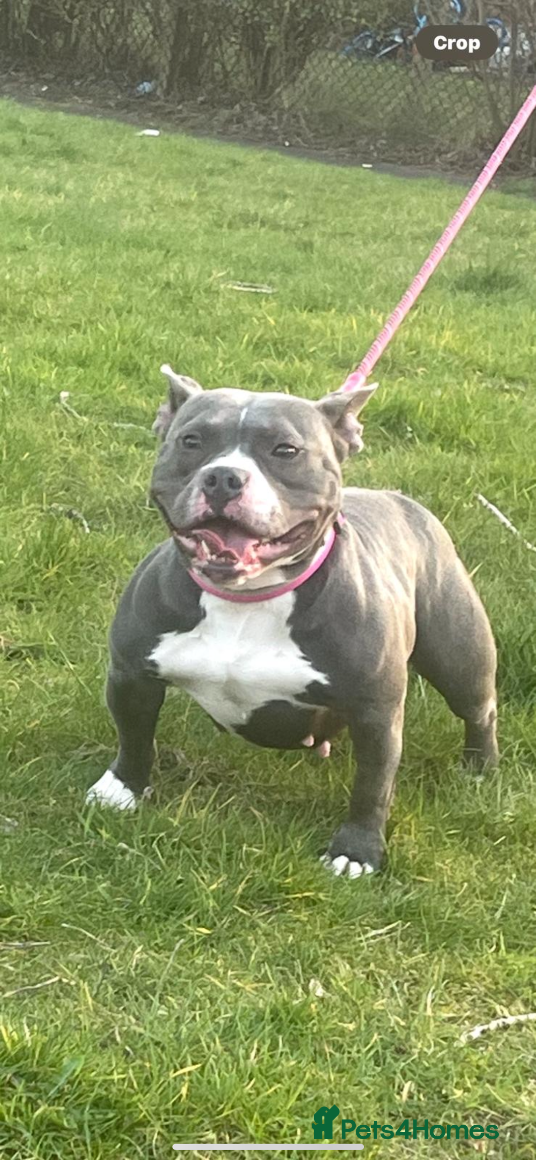 American Bully dogs for sale: ABKC pocket bullys - Image 9