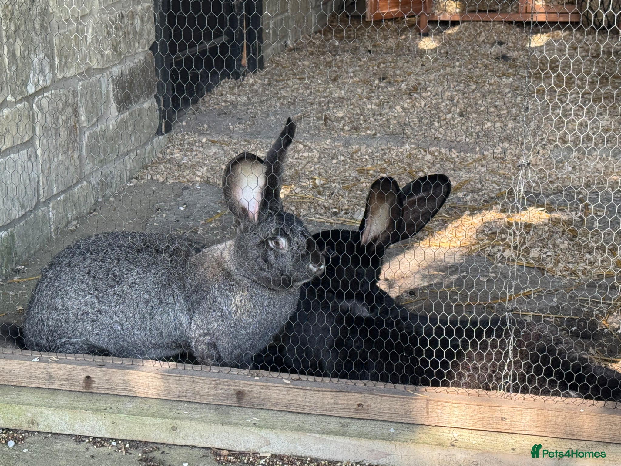 Flemish rabbits 2 giant Flemish females rabbits  - Advert 1