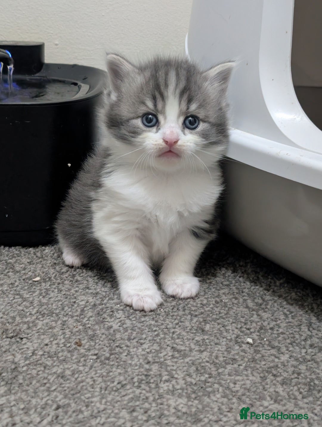 Mixed Breed cats for sale: Gorgeous kittens available soon - Image 3