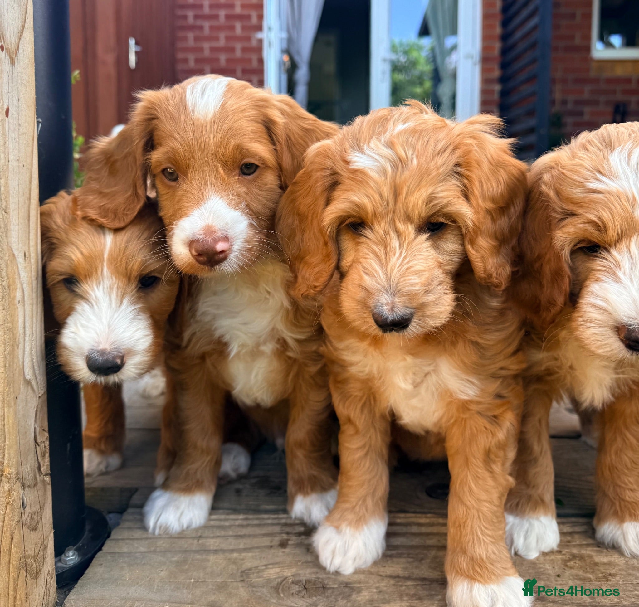 Australian Labradoodle dogs READY TO GO- Australian Labradoodles  - Advert 2