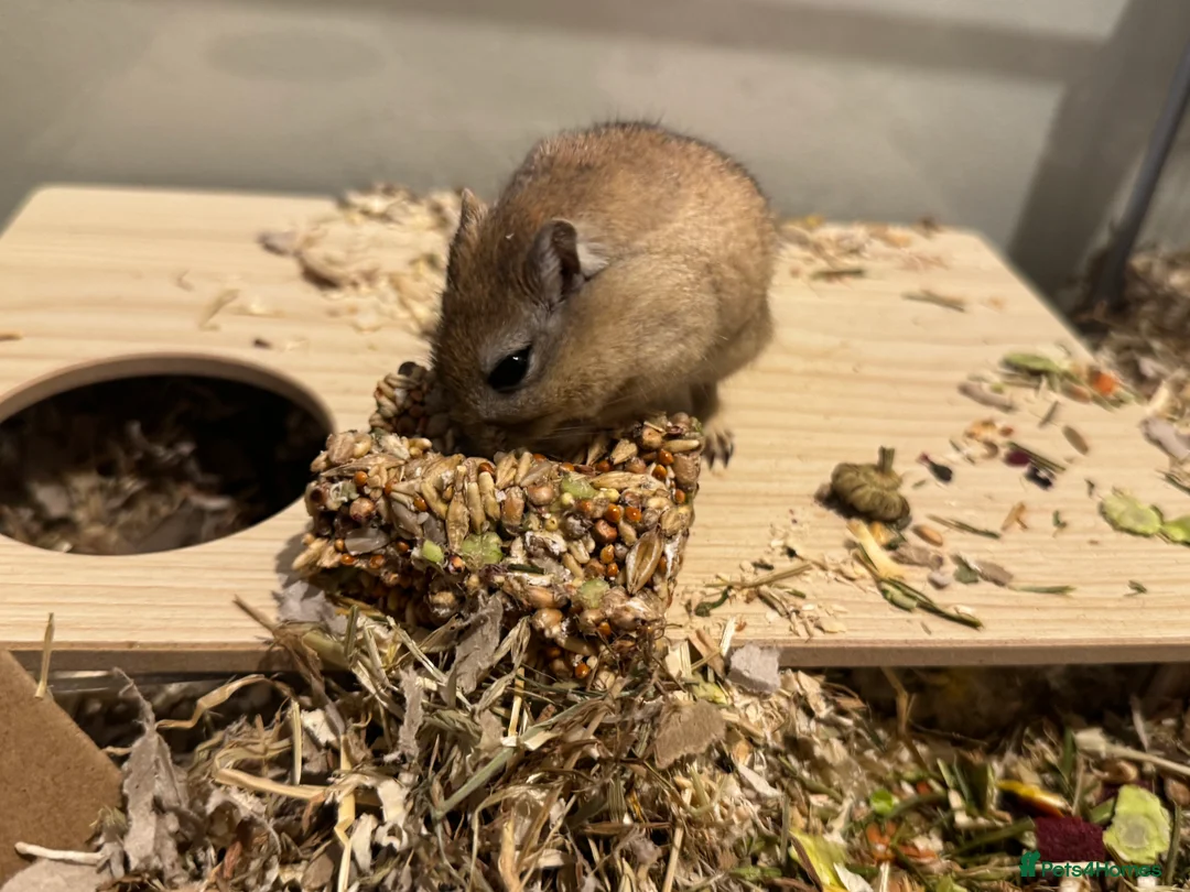 Gerbil rodents for sale: Two bonded 5 month old female gerbils  - Advert 3