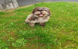 Cockapoo dogs for sale: Brown merle cockapoo girl 1 year 7 months old - Image 3