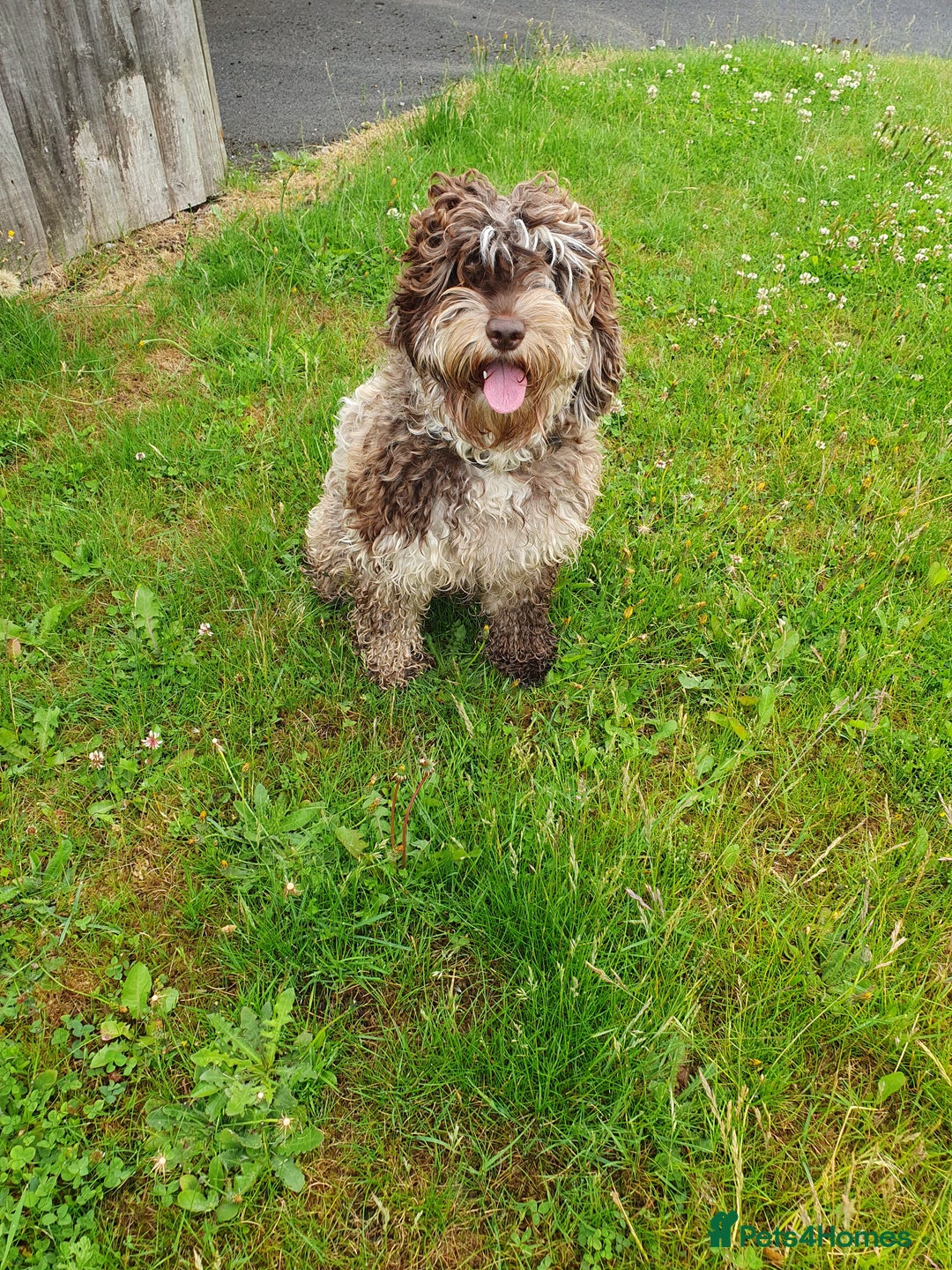 Cockapoo dogs for sale: Brown merle cockapoo girl 1 year 7 months old - Image 3