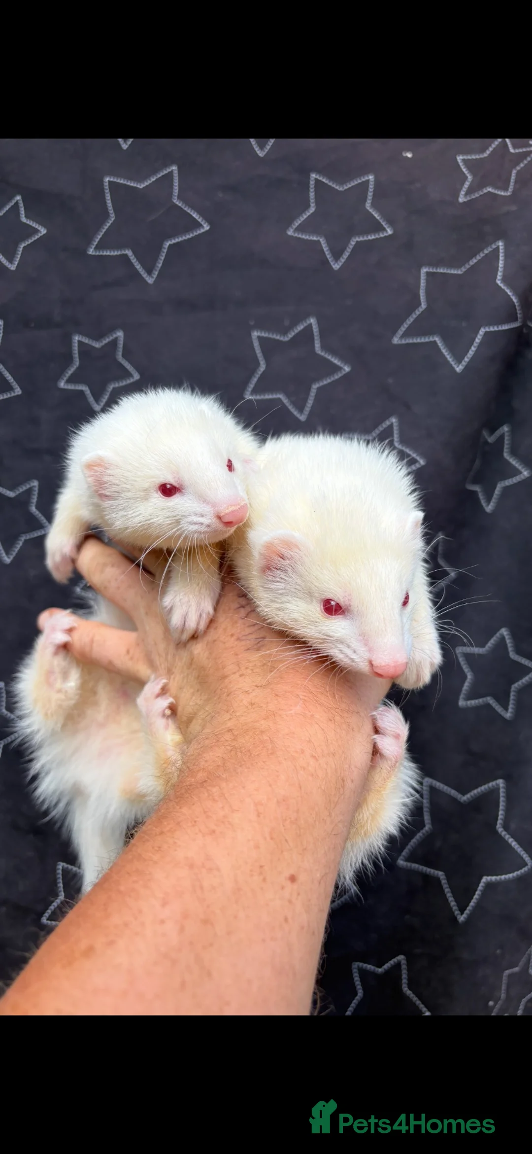 Ferret rodents for sale: 3/4 micro ferrets  in Bicester - Advert 2