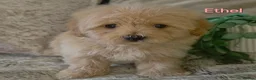 Maltipoo dogs for sale: Quality Toy Maltipoos Japan & USA CHAMPION lines  - Advert 33