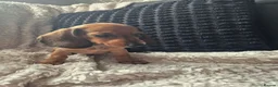 Dachshund dogs for sale: READY NOW- 1 boy left!Kc mini dachshund fully Vac - Advert 5