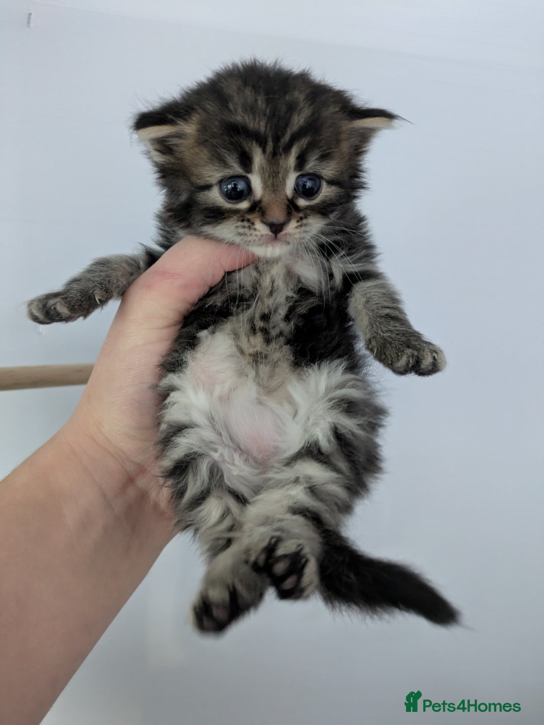 Maine Coon cats for sale: Maincoon - Image 4