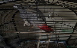 Parrots birds for sale: African Grey  - Advert 4