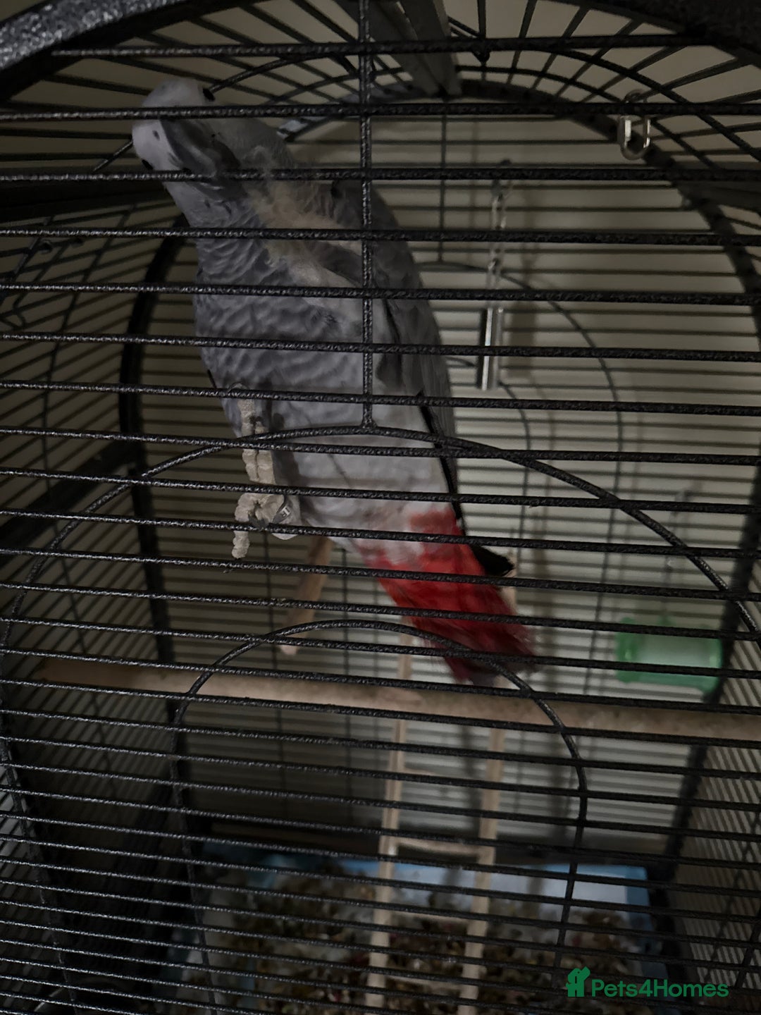 Parrots birds for sale: African Grey  - Advert 4