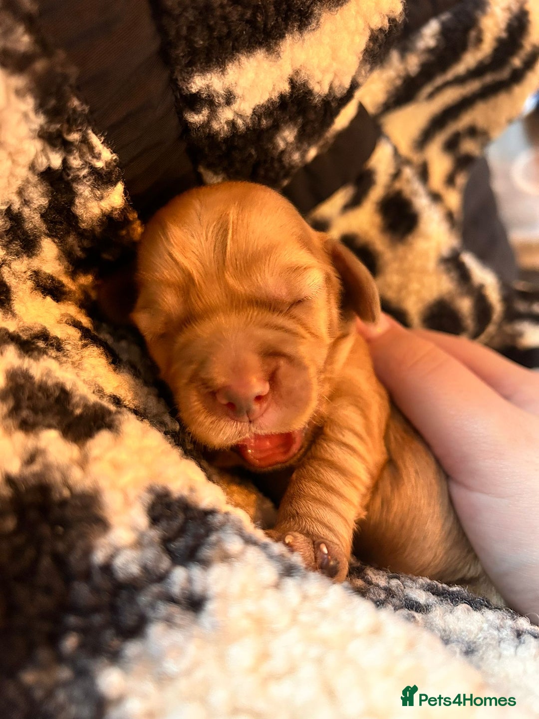 Cocker Spaniel dogs for sale: Working cocker spaniel puppies kc reg  - Advert 6