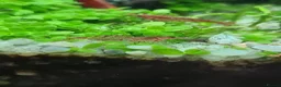 Shrimps fish for sale: 🔥Juvenile RED & BLUE SHRIMP 🦐 + a free plant 🍃 - Advert 16