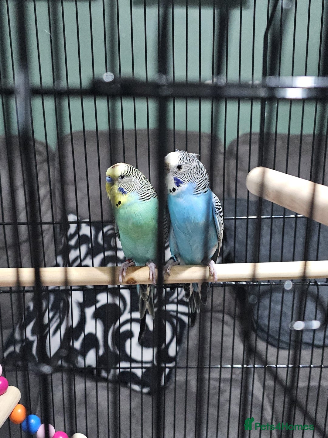 Budgerigars birds for sale: 2 Female Budgies  - Advert 4