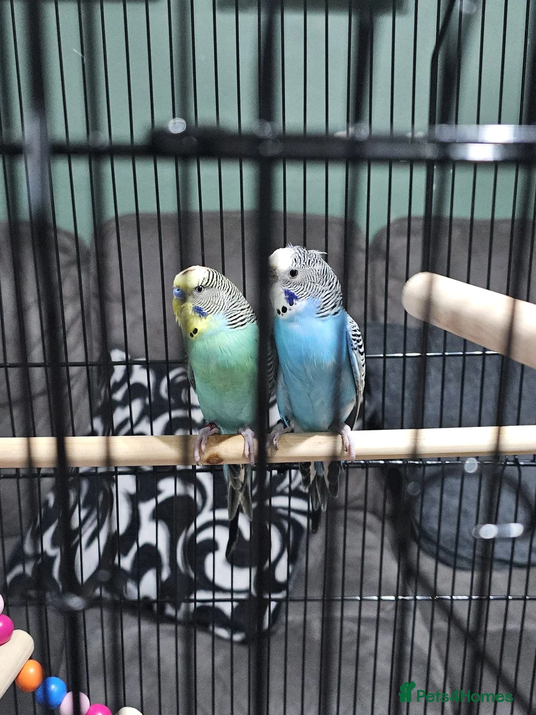 Budgerigars birds for sale: 2 Budgies  - Advert 4