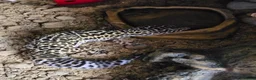 Leopard Gecko reptiles for sale: Leopard Gecko - Advert 2