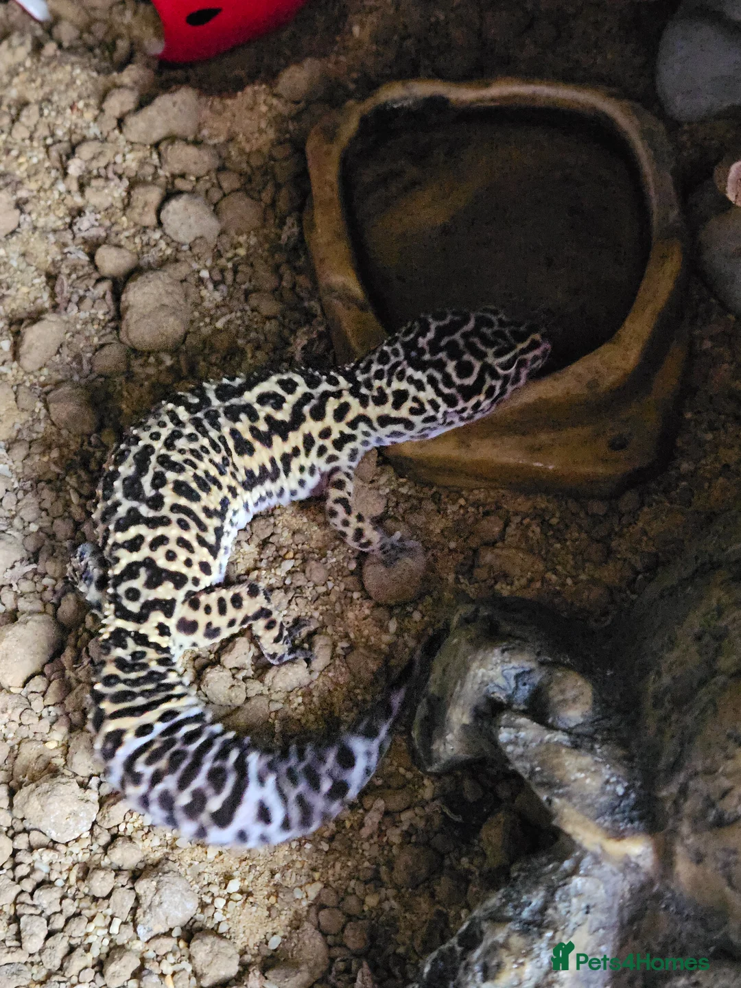 Leopard Gecko reptiles for sale: Leopard Gecko - Advert 2