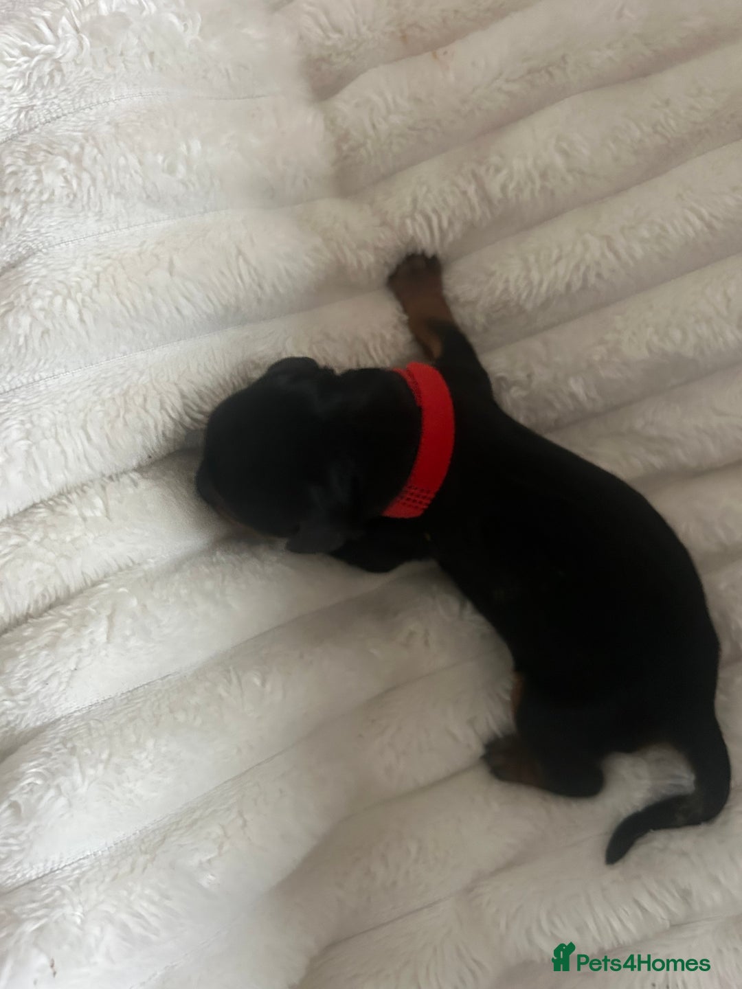 Cavalier King Charles Spaniel dogs for sale: Adorable Cavalier King Charles Spaniel - Image 8