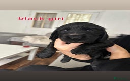 Cocker Spaniel dogs for sale: Cocker spaniel puppy  - Image 10