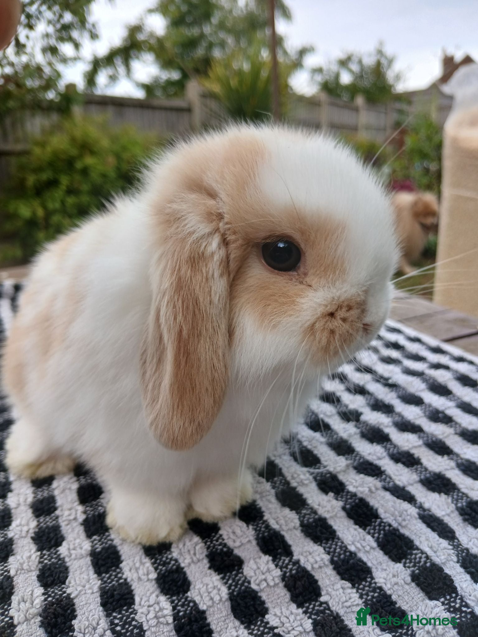 Mini Lop rabbits Beautiful mini lops  - Advert 18