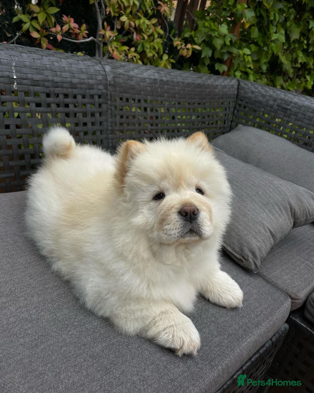 Chow Chow dogs Adorable Chow Chow Puppy For Rehome - Advert 6