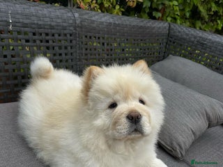 Chow Chow dogs Adorable Chow Chow Puppy For Rehome - Advert 1
