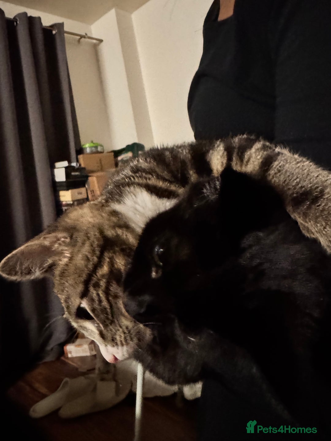 Mixed Breed cats for sale: Cats in Need of Loving Homes – Free If adopted - Advert 3