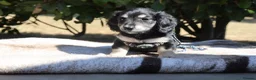 Miniature Dachshund dogs for sale: EXCEPTIONAL KC CREAM & BLACK/CREAM PUPPIES  - Advert 11