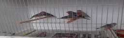 Finches birds for sale: zebra finch - Advert 3