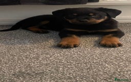 Rottweiler dogs for stud: Rottweiler for STUD only (not for sale/rehoming) - Advert 10