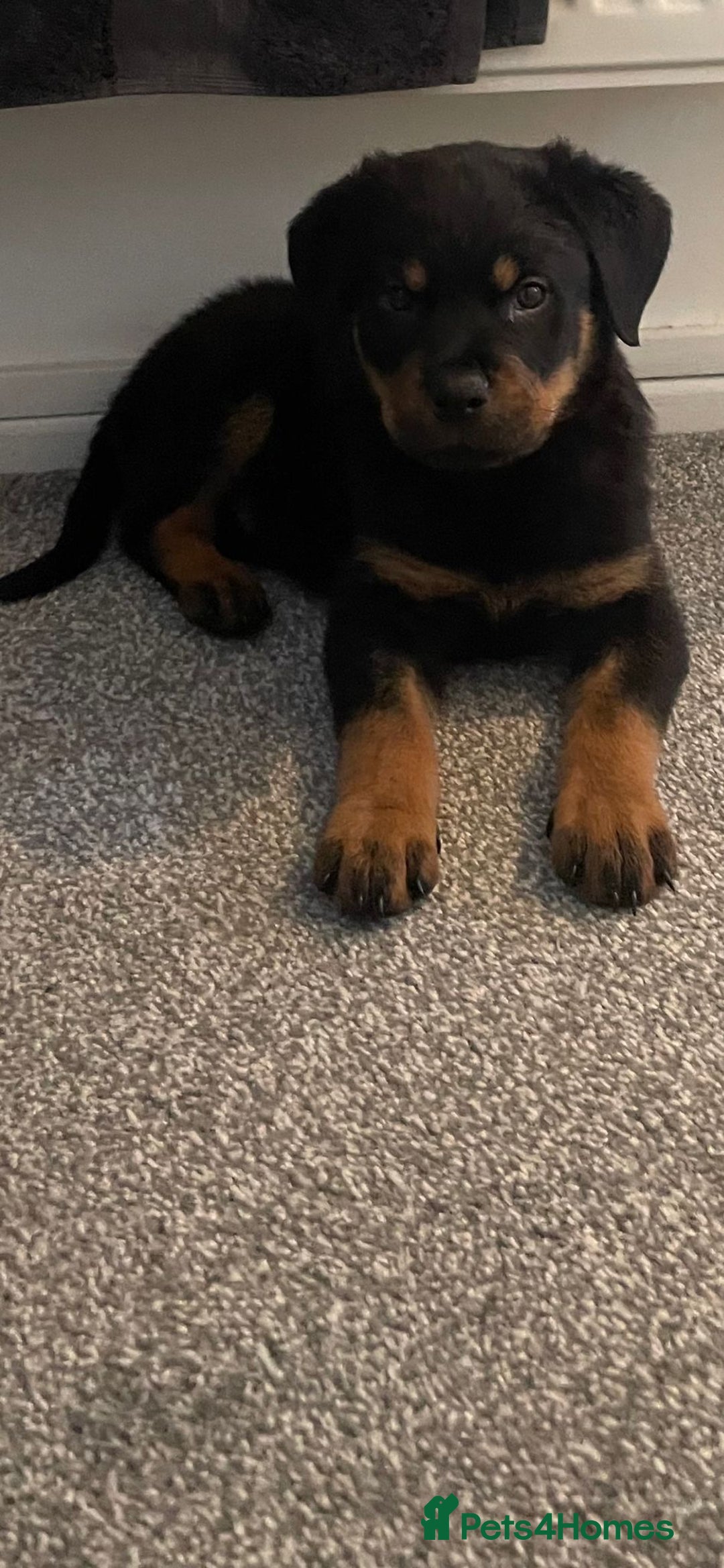 Rottweiler dogs for stud: Rottweiler for STUD only (not for sale/rehoming) - Advert 10