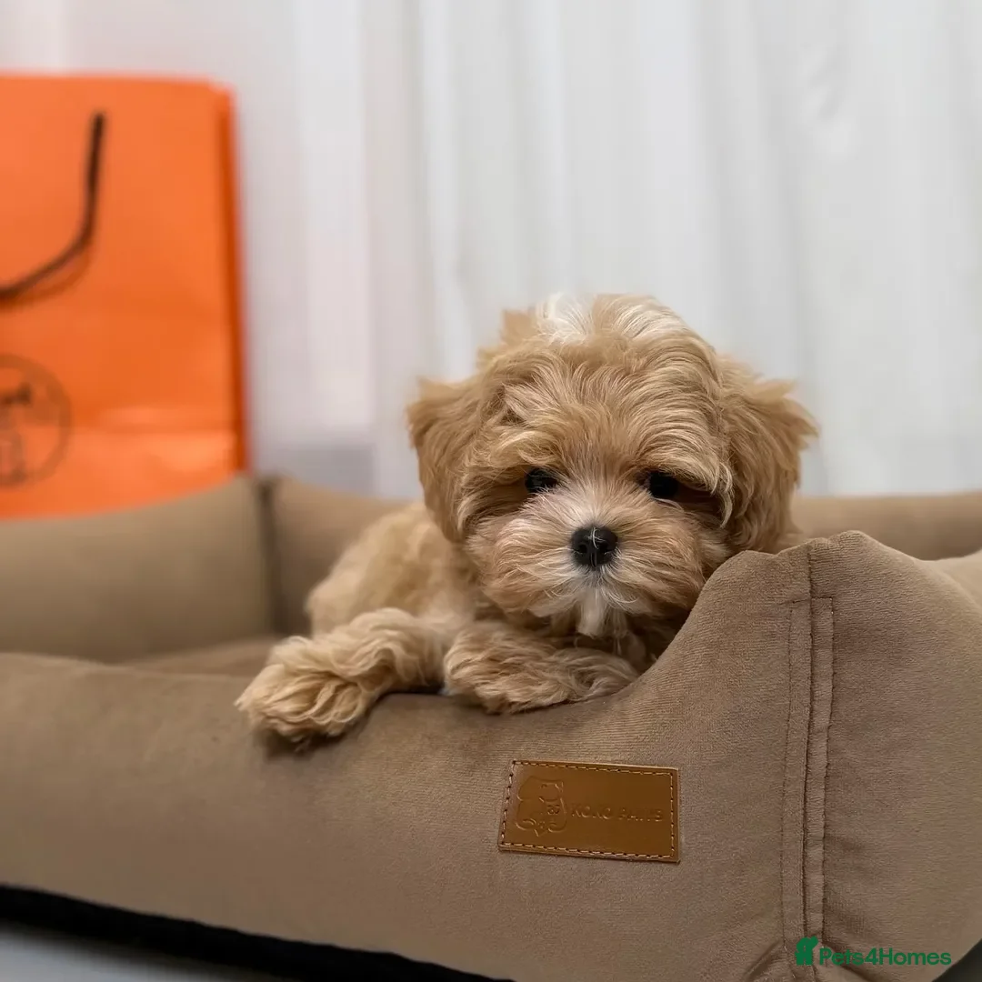 Maltipoo dogs for sale: Beautiful Maltipoo puppies for sale  - Image 4