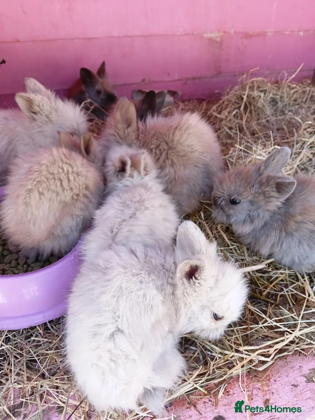 Lionhead rabbits for sale: Lionheads unsexed atm - Advert 14