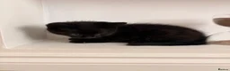 Mixed Breed cats for sale: Mixed-Breed Kittens Looking for Loving Homes in High Wycombe - Advert 3