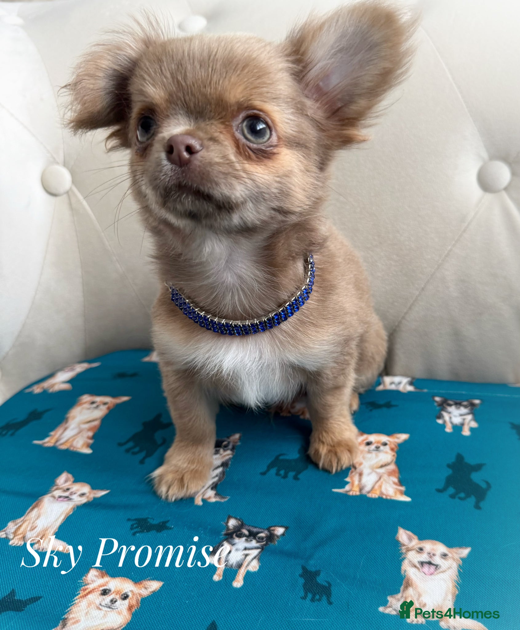 Chihuahua dogs KC registered long coat show line girl  - Advert 1